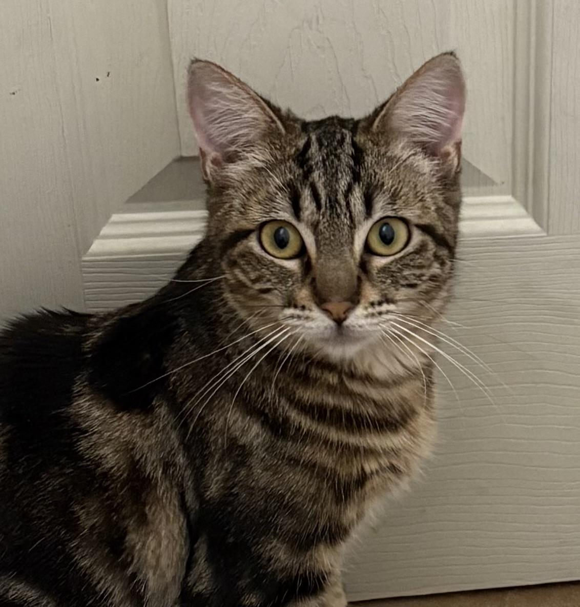 Enlarge Rosie , an adopted Tabby in Oakley, CA image 1/2