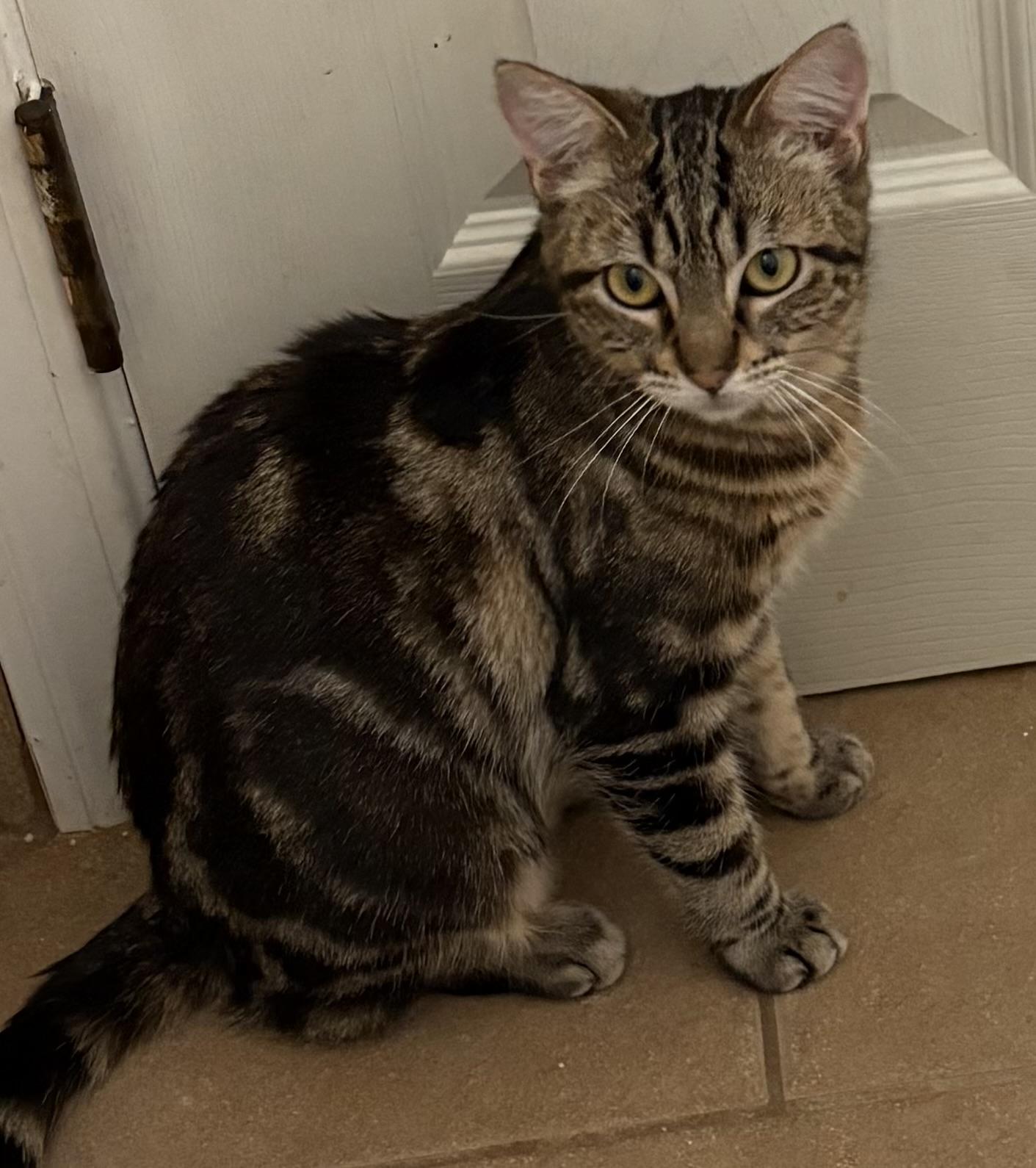 Enlarge Rosie , an adopted Tabby in Oakley, CA image 2/2