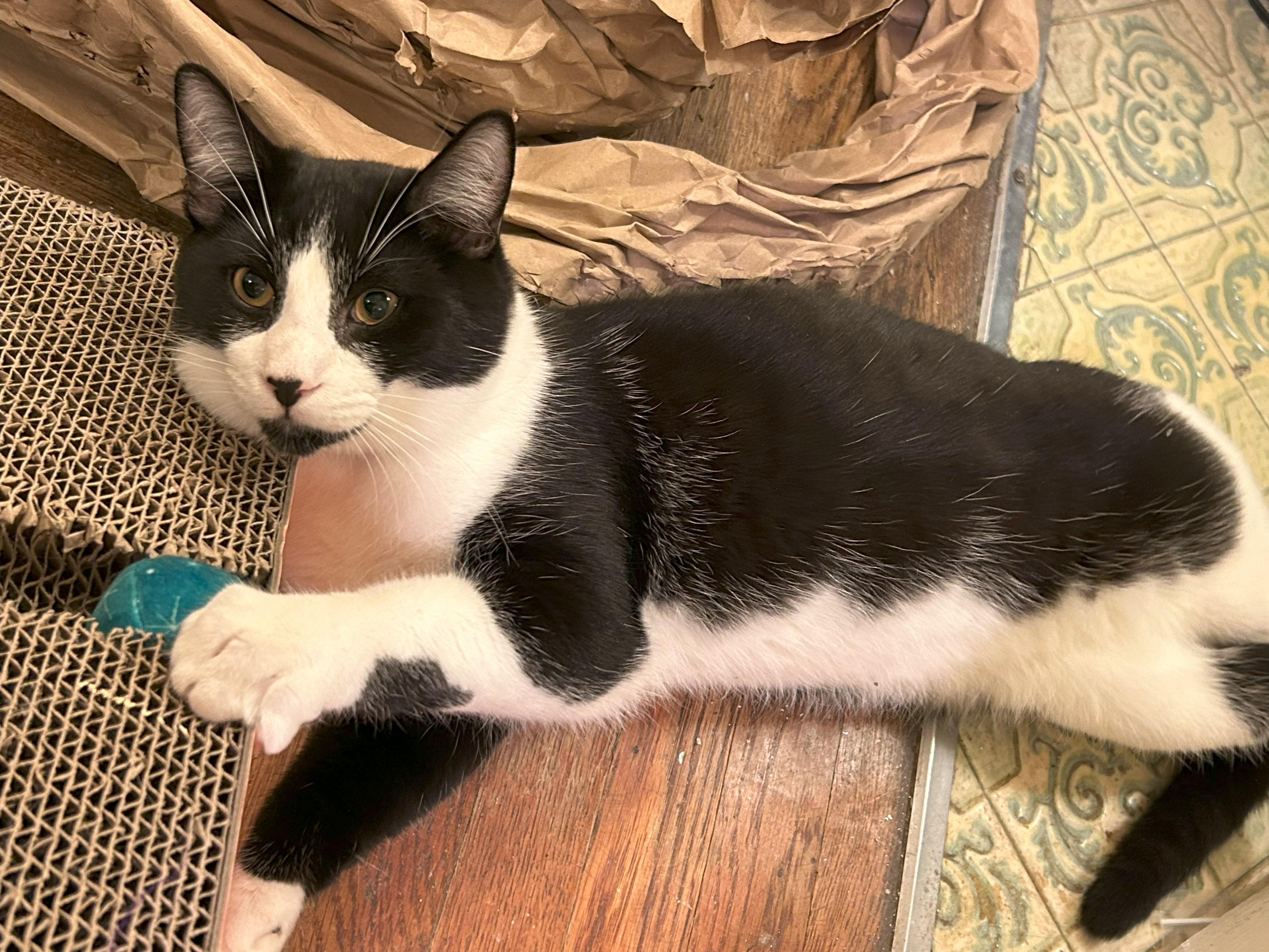 Enlarge Jax, a Adoptable Domestic Short Hair in San Francisco, CA image 1/6