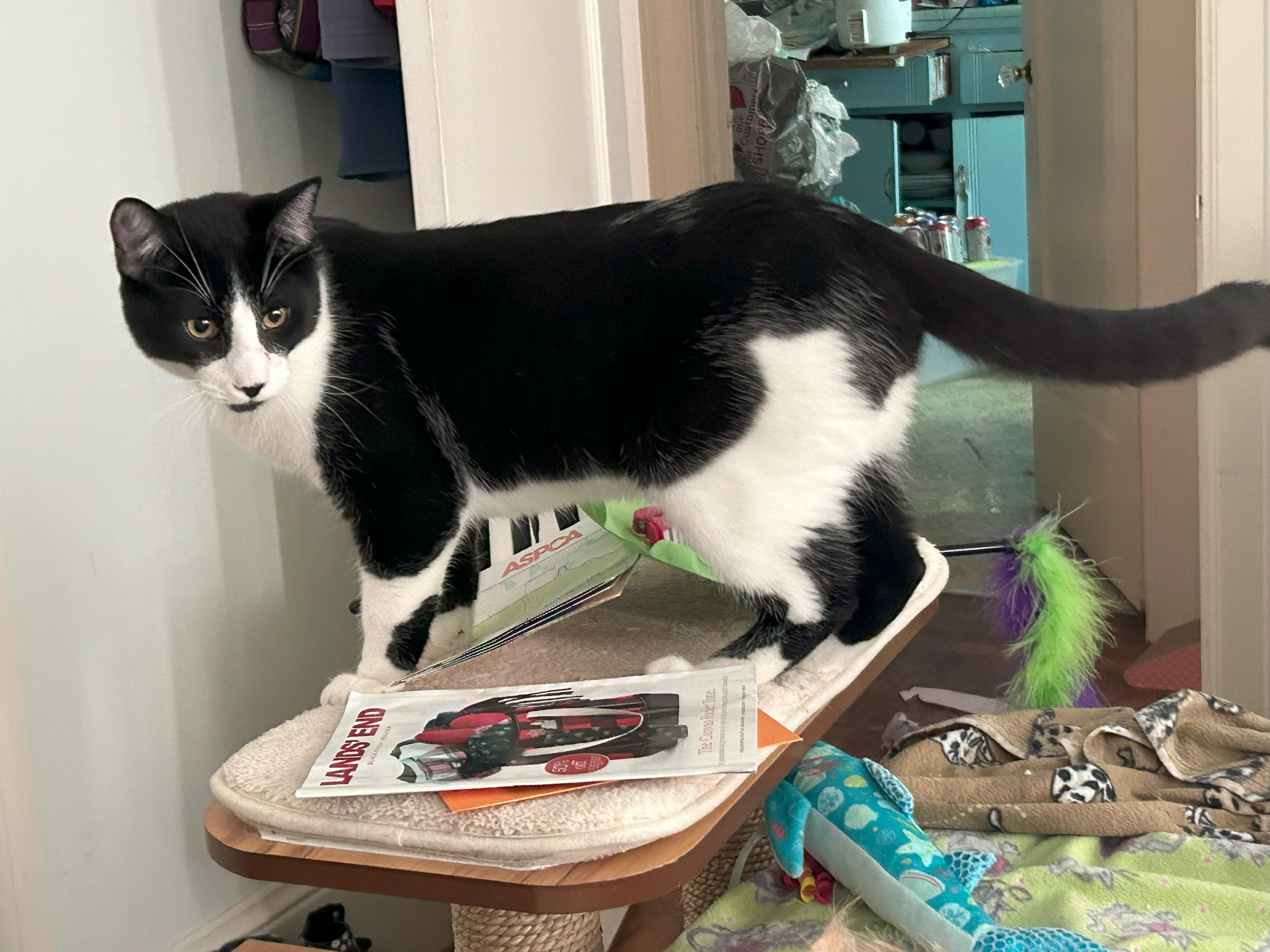 Enlarge Jax, a Adoptable Domestic Short Hair in San Francisco, CA image 5/6