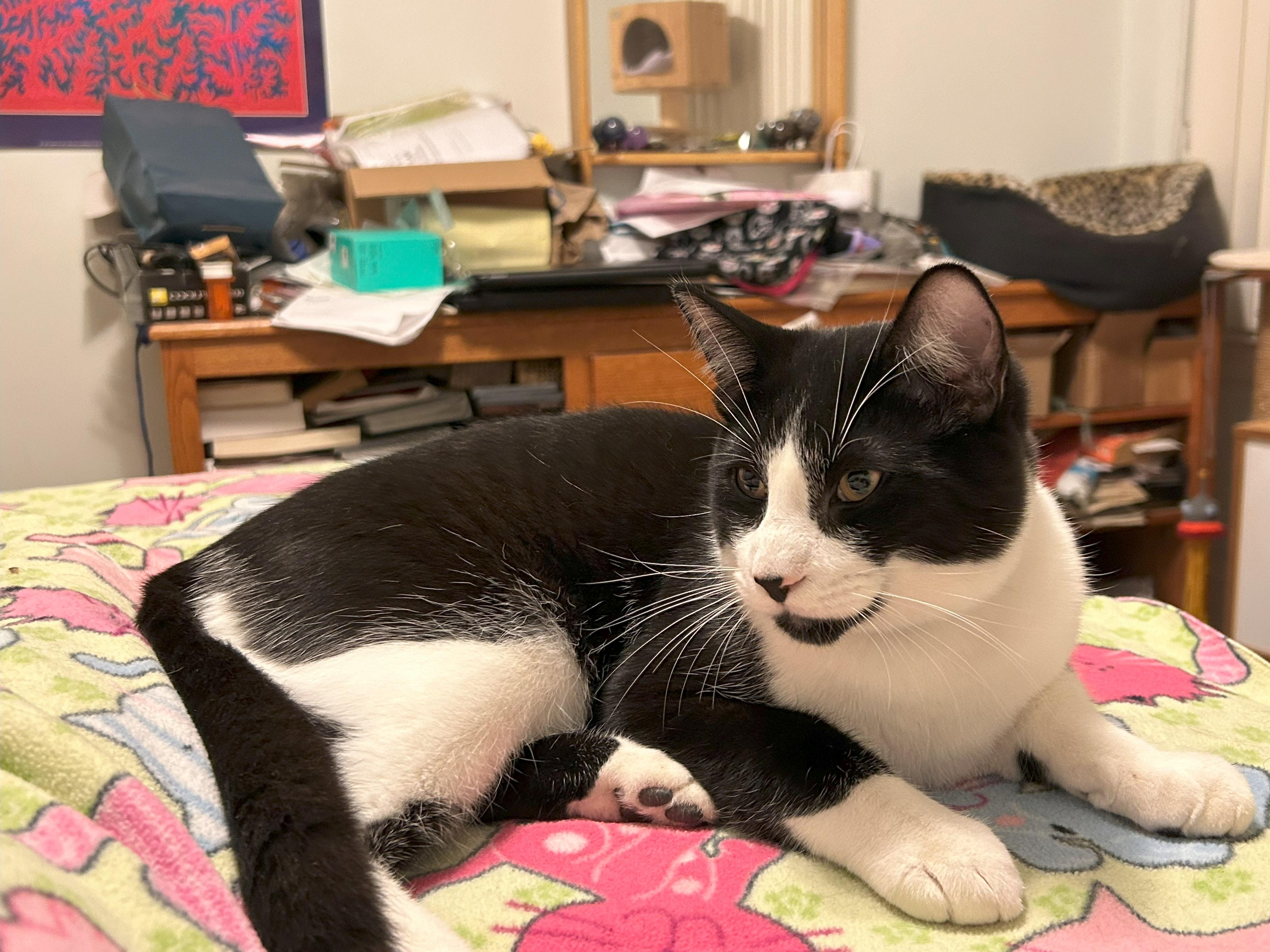 Enlarge Jax, a Adoptable Domestic Short Hair in San Francisco, CA image 4/6