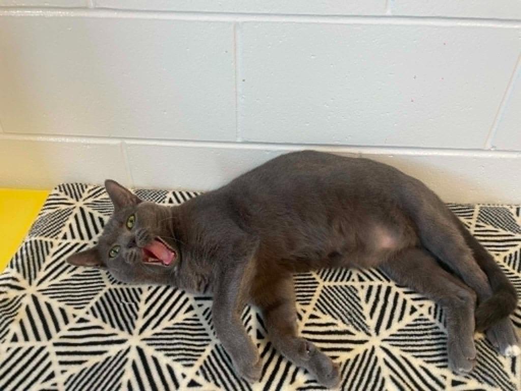 Jax, Adoptable, Young Male Domestic Short Hair.