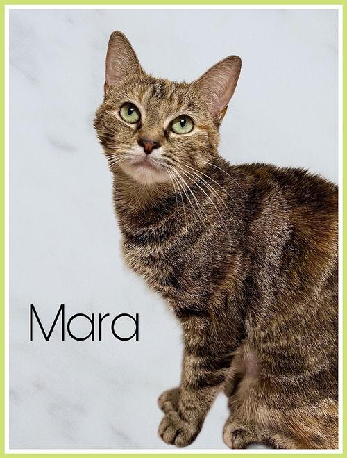 Mara  Willow Grove