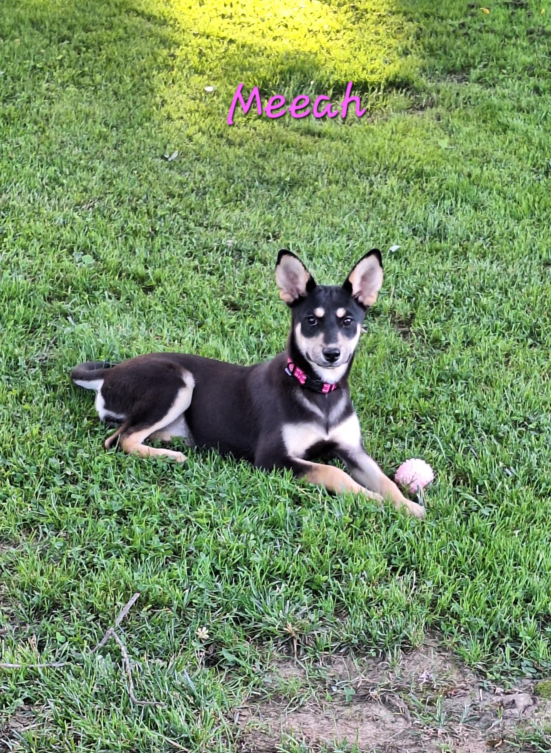 Meeah, a ADOPTABLE mixed breed in Stanton, KY image 3/6
