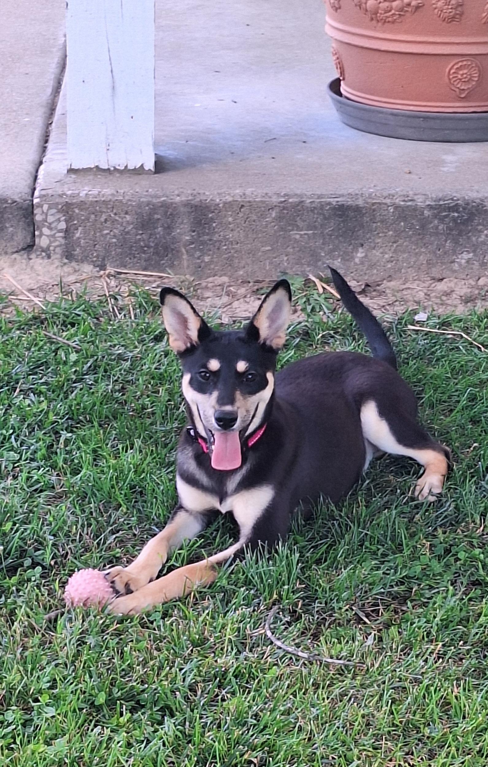 Meeah, ADOPTABLE, Puppy Female Carolina Dog & Australian Kelpie.