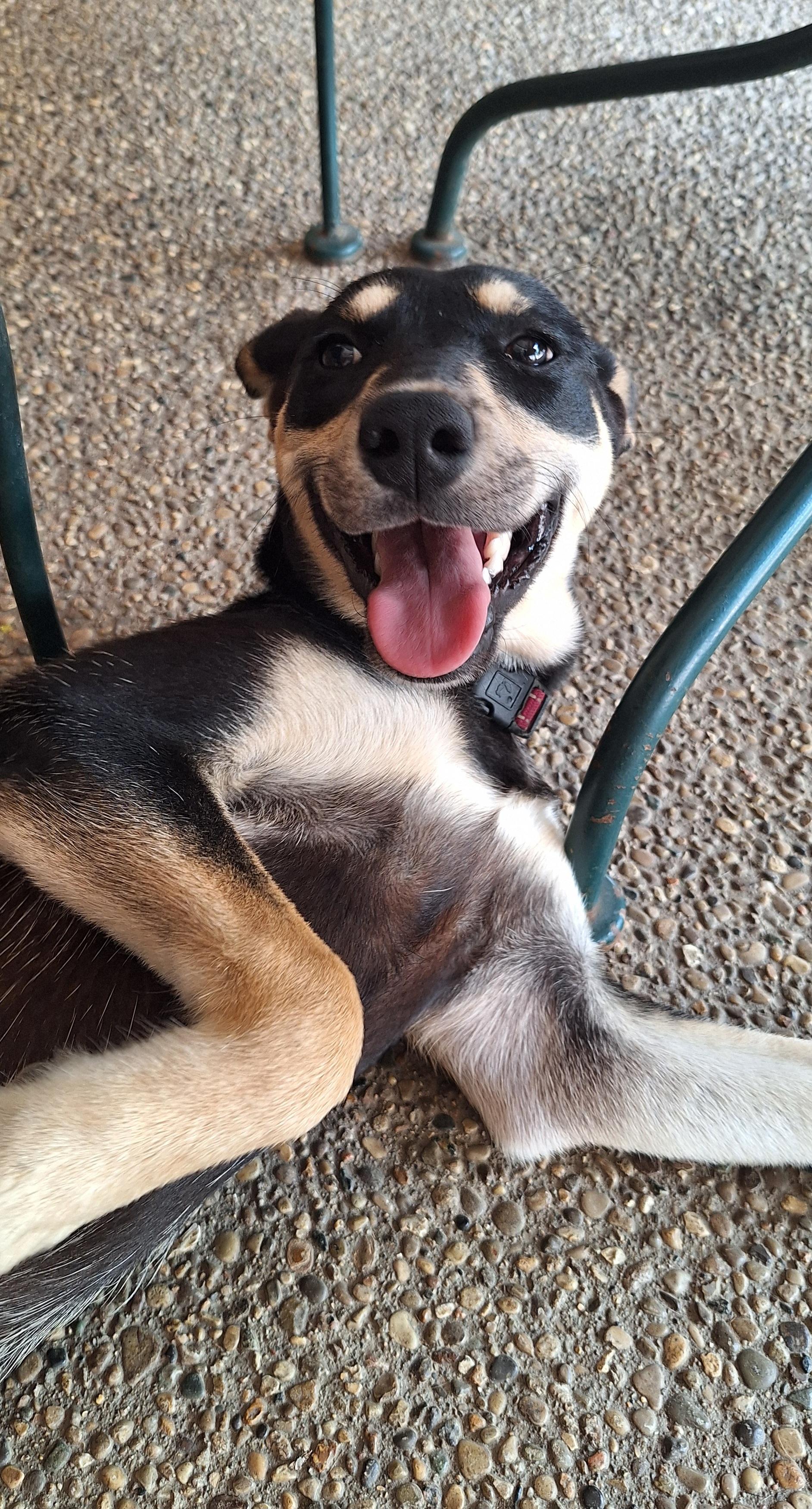 Meeah, a ADOPTABLE mixed breed in Stanton, KY image 6/6