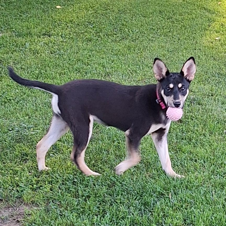 Meeah, a ADOPTABLE mixed breed in Stanton, KY image 2/6