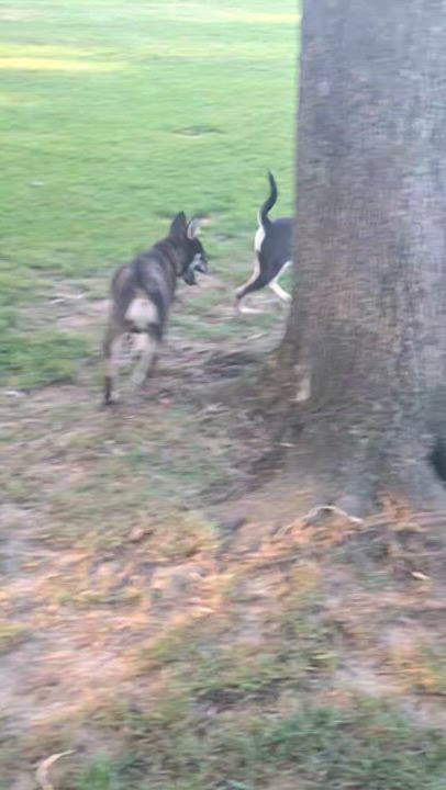 Enlarge Meeah, a ADOPTABLE mixed breed in Stanton, KY video 4/6