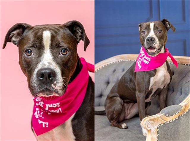 Enlarge ROSALIE, a Adoptable Mixed Breed in Jacksonville, FL image 1/1