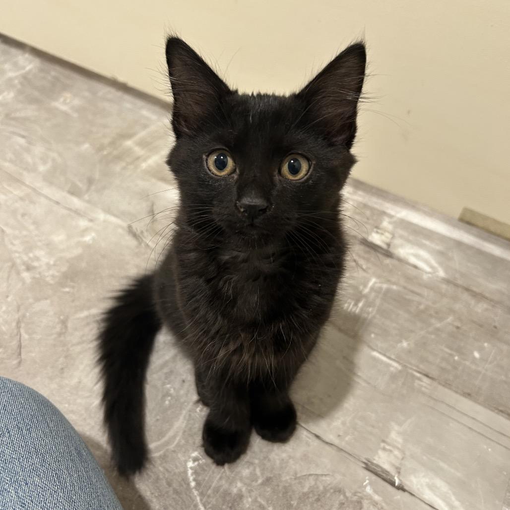 Toast (with Crostini), a Adoptable Domestic Medium Hair in Reisterstown, MD image 1/6