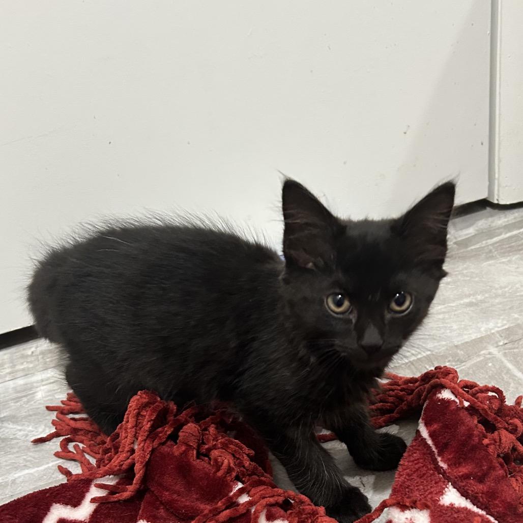 Toast (with Crostini), a Adoptable Domestic Medium Hair in Reisterstown, MD image 2/6