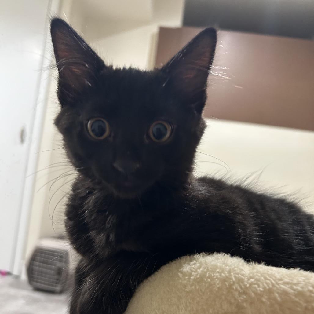 Toast (with Crostini), a Adoptable Domestic Medium Hair in Reisterstown, MD image 3/6