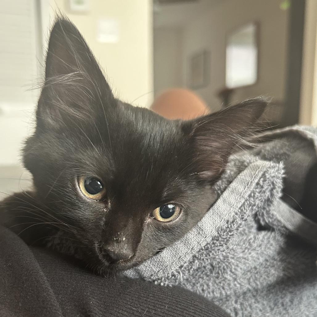 Toast (with Crostini), a Adoptable Domestic Medium Hair in Reisterstown, MD image 5/6