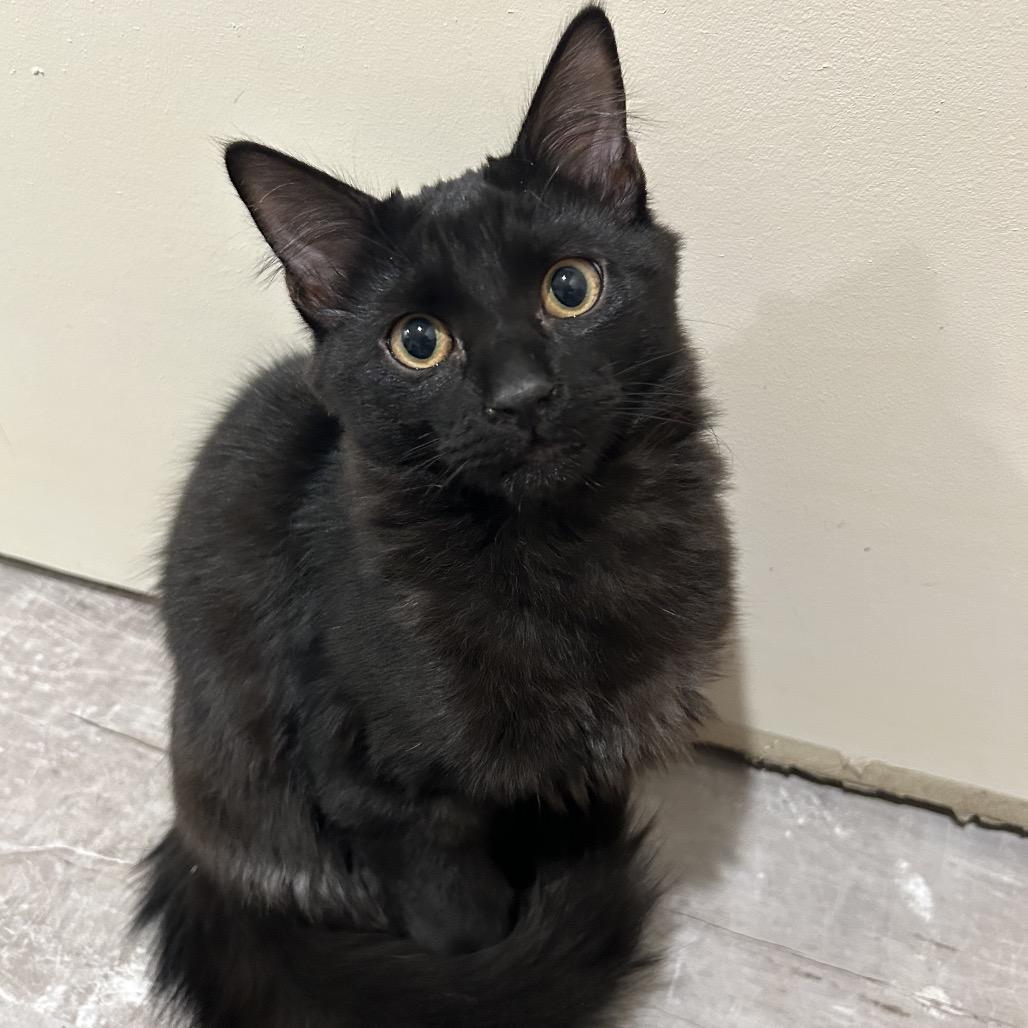 Toast (with Crostini), a Adoptable Domestic Medium Hair in Reisterstown, MD image 6/6