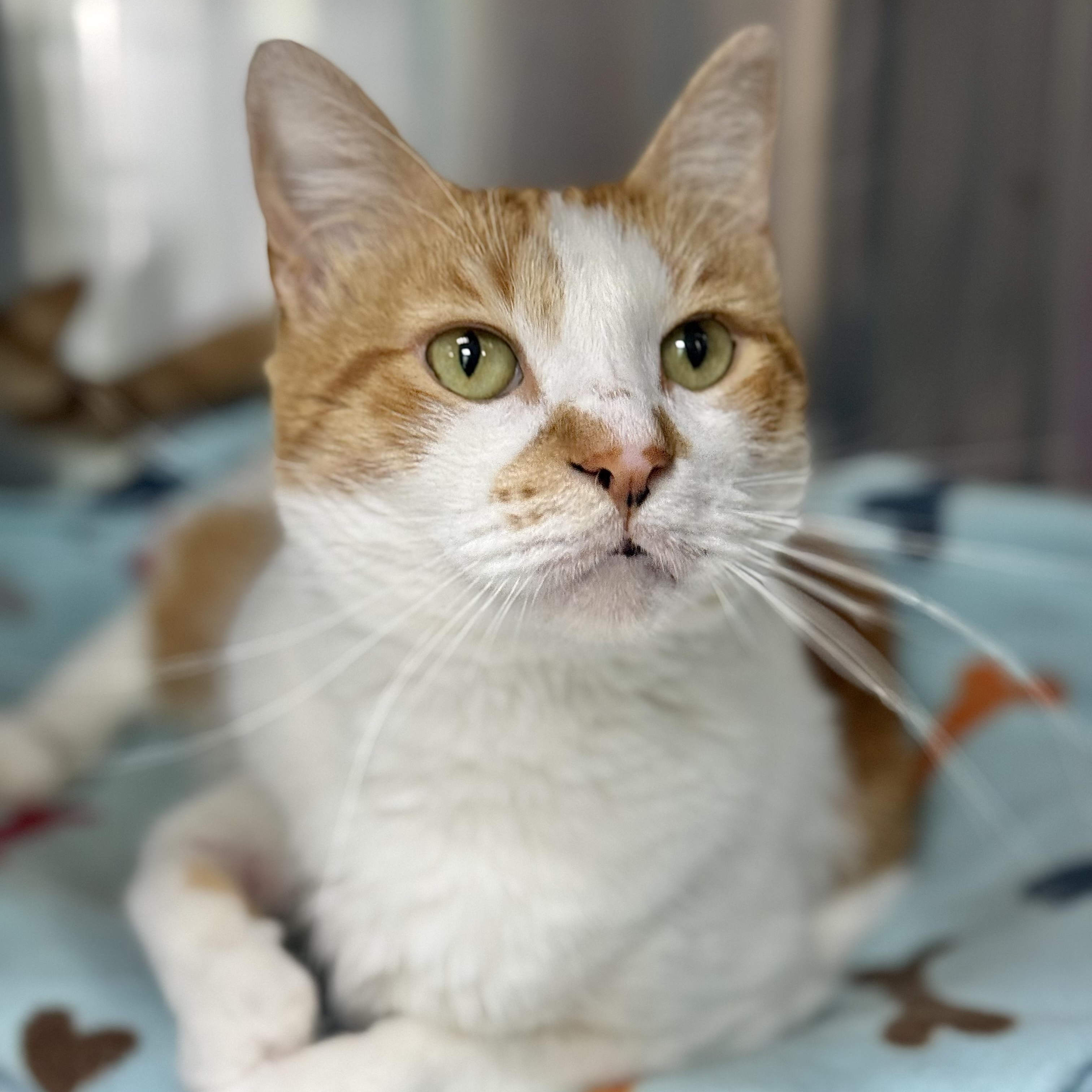 Enlarge Gable, a ADOPTABLE Domestic Short Hair in Collierville, TN image 1/6