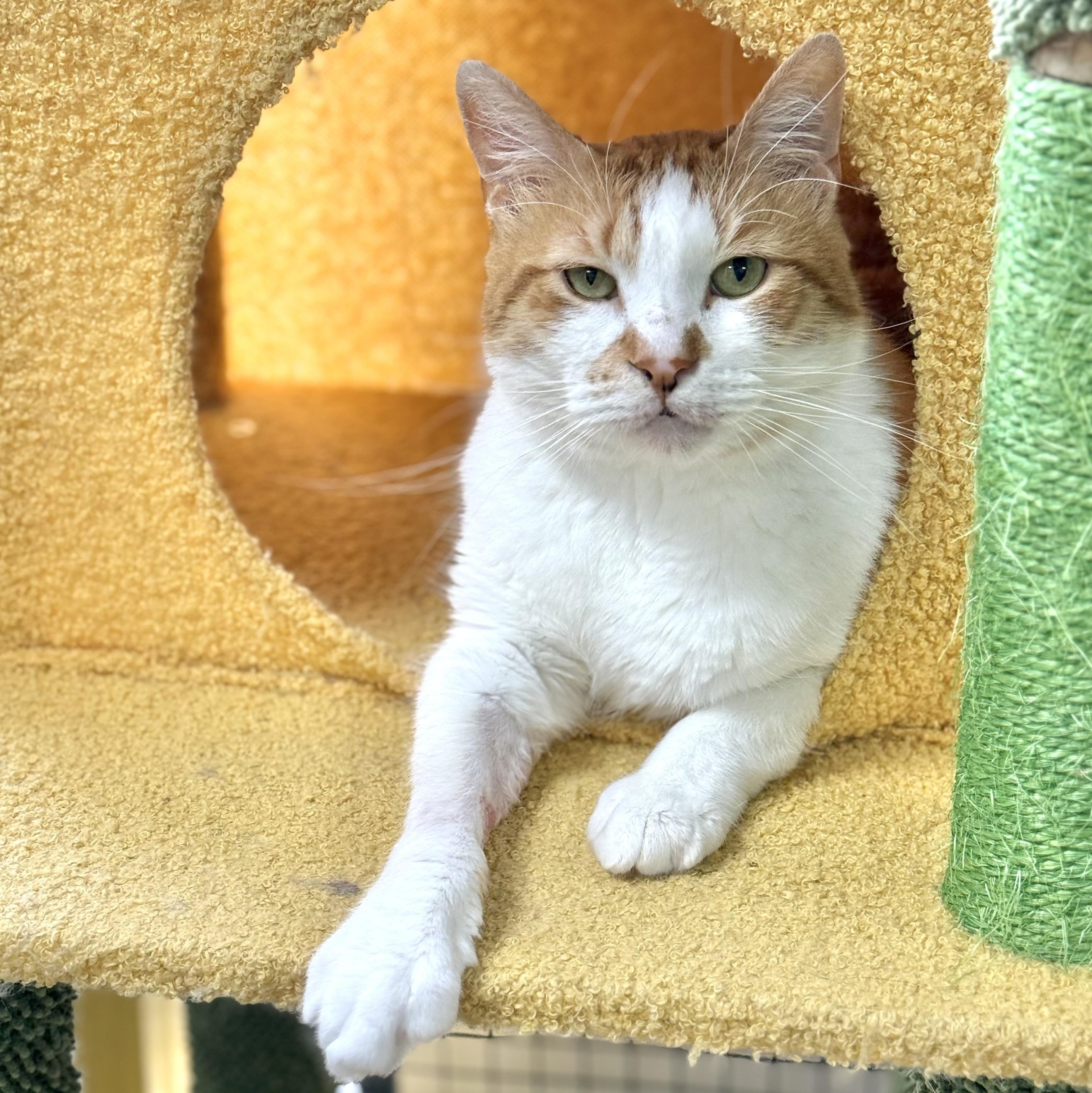 Gable, a ADOPTABLE Domestic Short Hair in Collierville, TN image 2/6