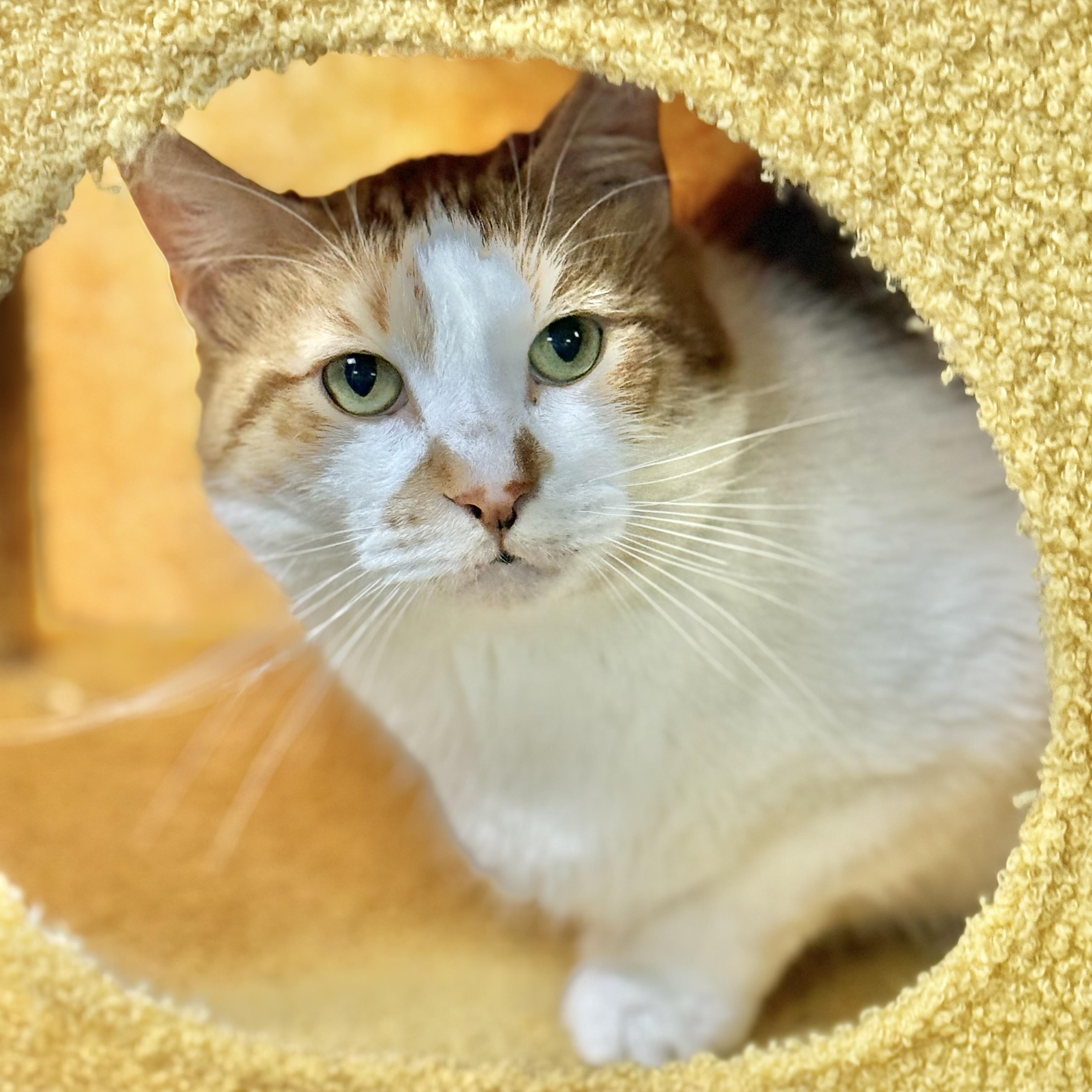 Gable, a ADOPTABLE Domestic Short Hair in Collierville, TN image 3/6
