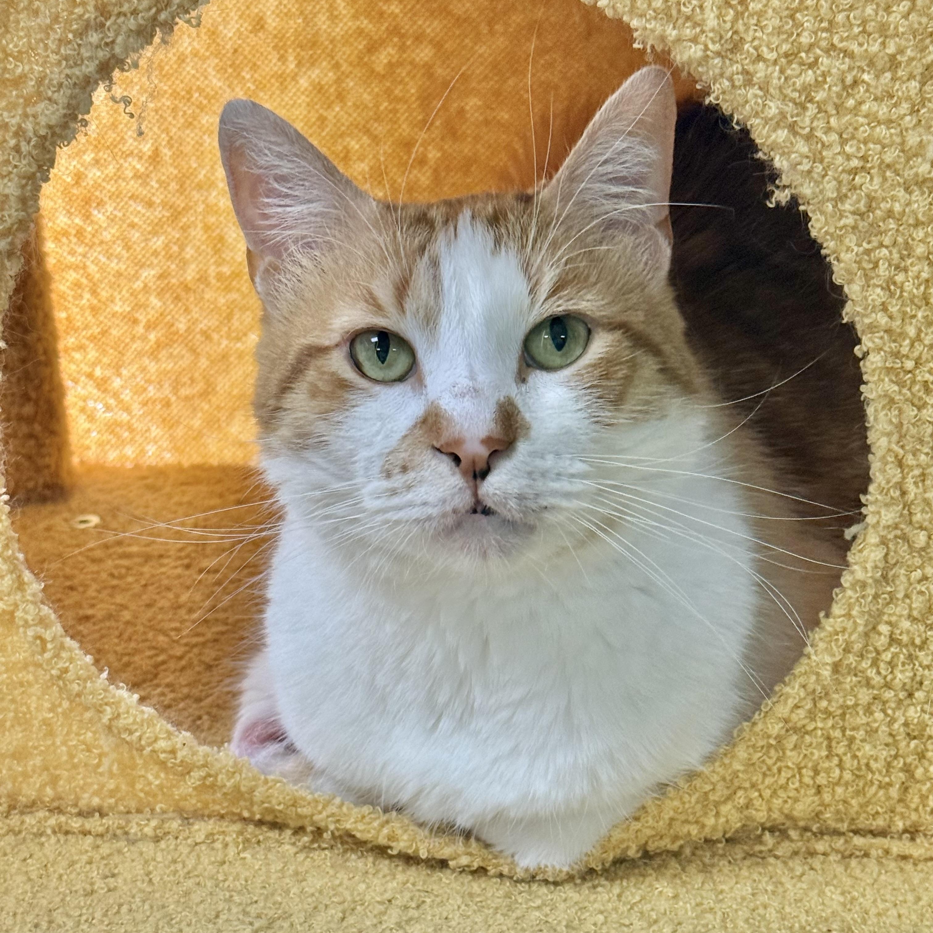 Gable, ADOPTABLE, Adult Female Domestic Short Hair.