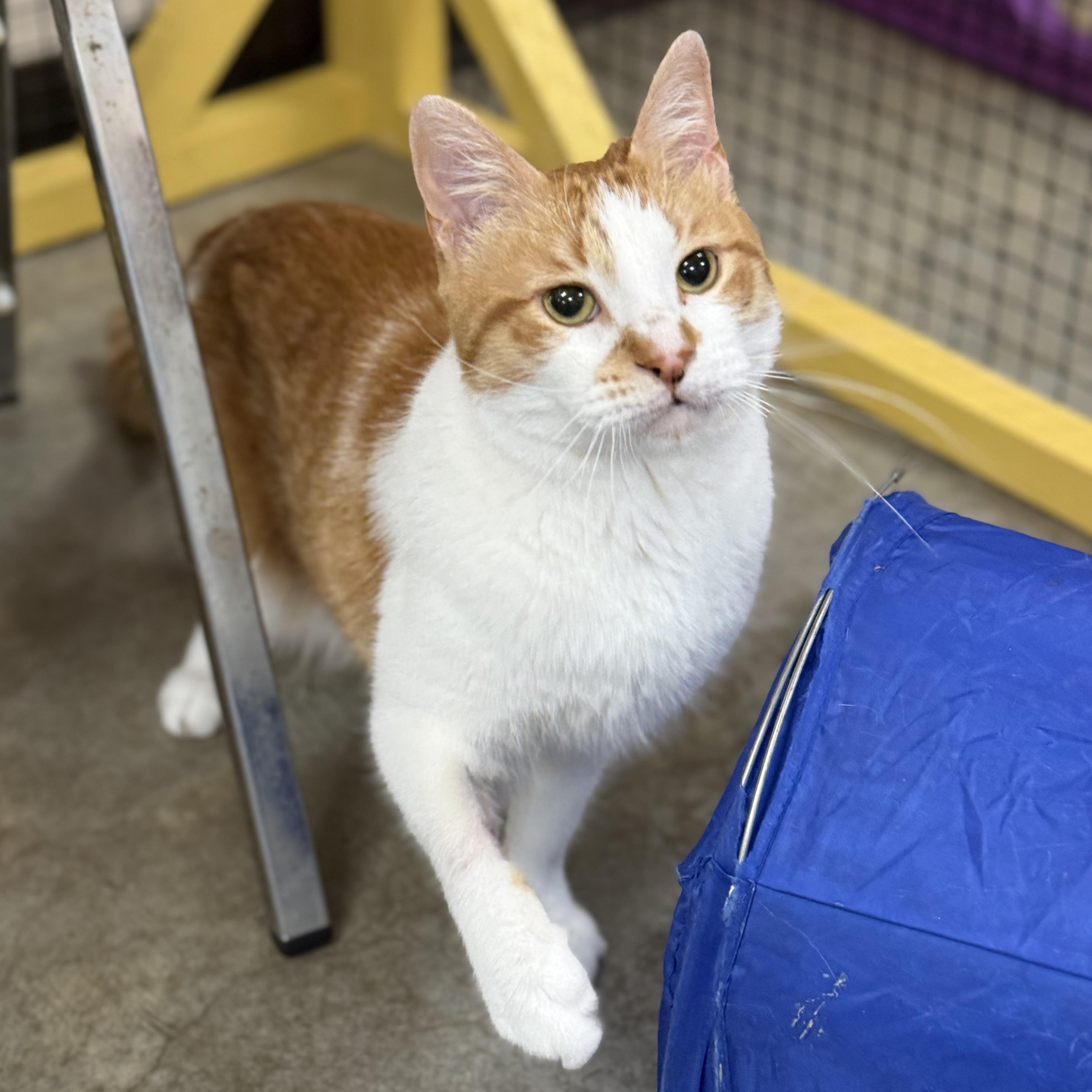 Gable, a ADOPTABLE Domestic Short Hair in Collierville, TN image 4/6