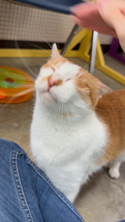 Enlarge Gable, a ADOPTABLE Domestic Short Hair in Collierville, TN video 5/6