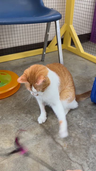 Enlarge Gable, a ADOPTABLE Domestic Short Hair in Collierville, TN video 6/6