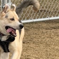 Fetti, a ADOPTABLE mixed breed in Hamilton, MT image 3/5