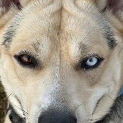 Fetti, a ADOPTABLE mixed breed in Hamilton, MT image 4/5