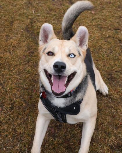 Fetti, ADOPTABLE, Young Male Husky & German Shepherd Dog.