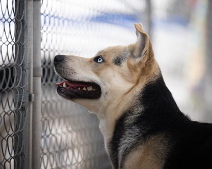 Fetti, a ADOPTABLE mixed breed in Hamilton, MT image 5/5