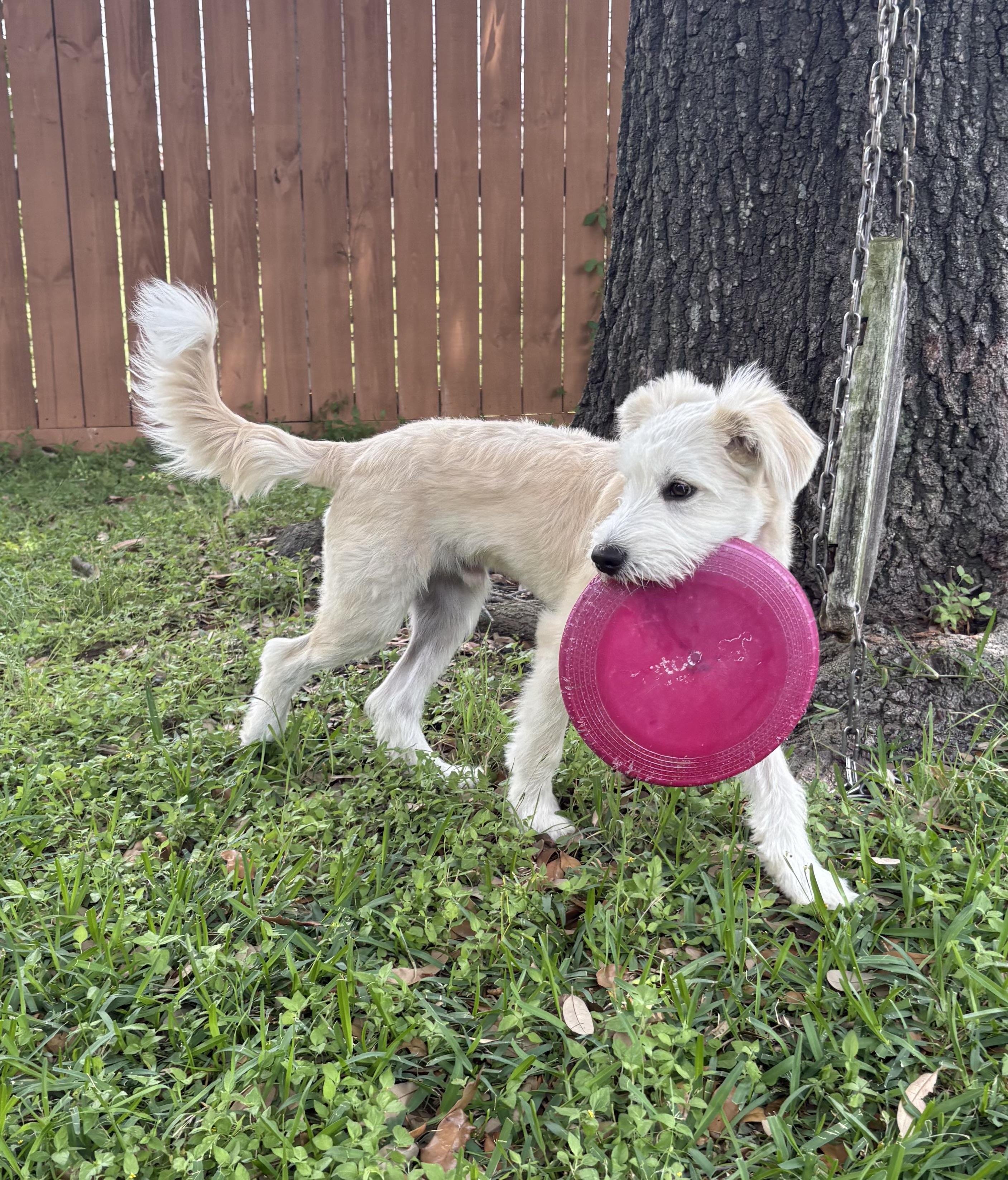Ocean, adopted, Puppy Male Terrier.