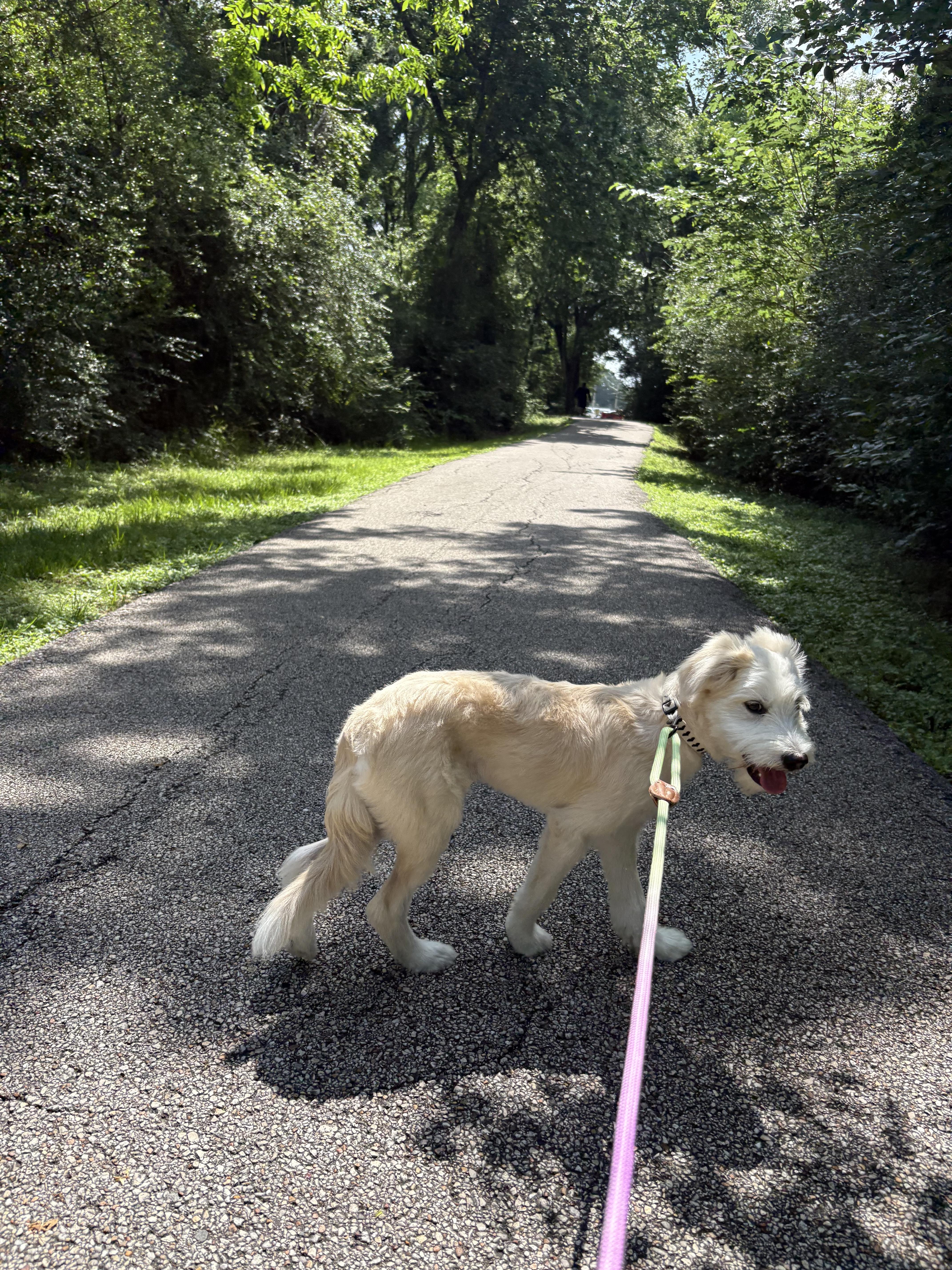 Ocean, an adopted mixed breed in Seattle, WA image 3/3