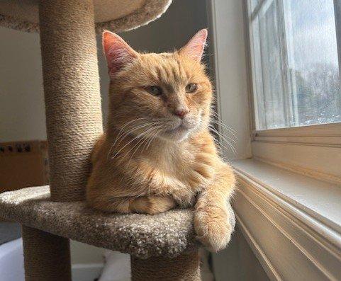 Matthew, Adoptable, Senior Male Domestic Short Hair.