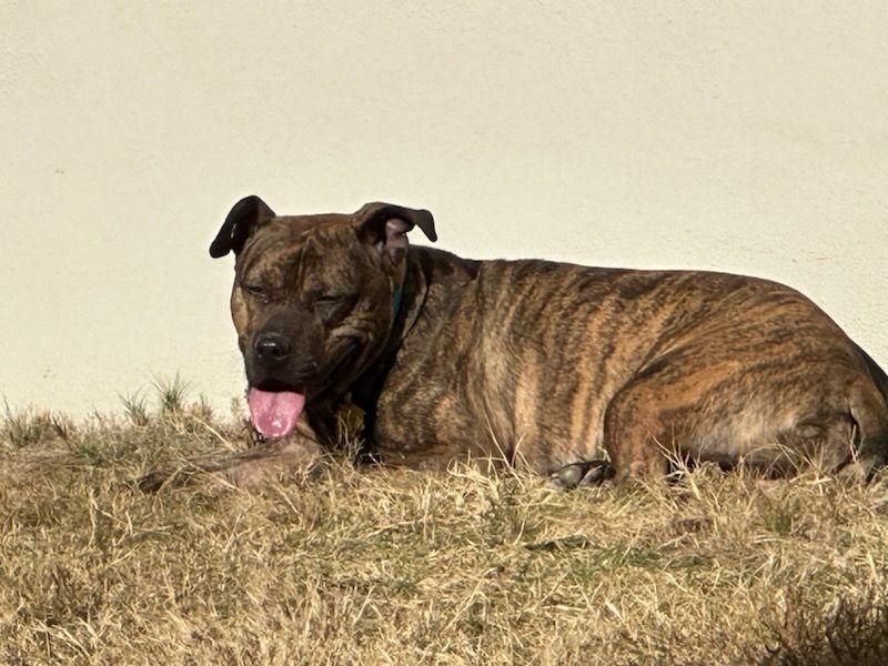 Bobby, a Adoptable mixed breed in Lago Vista, TX image 4/5