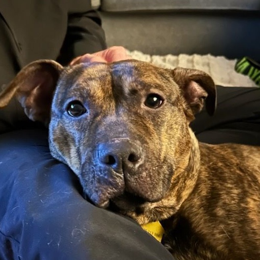Bobby, Adoptable, Adult Male Bull Terrier & Mastiff.
