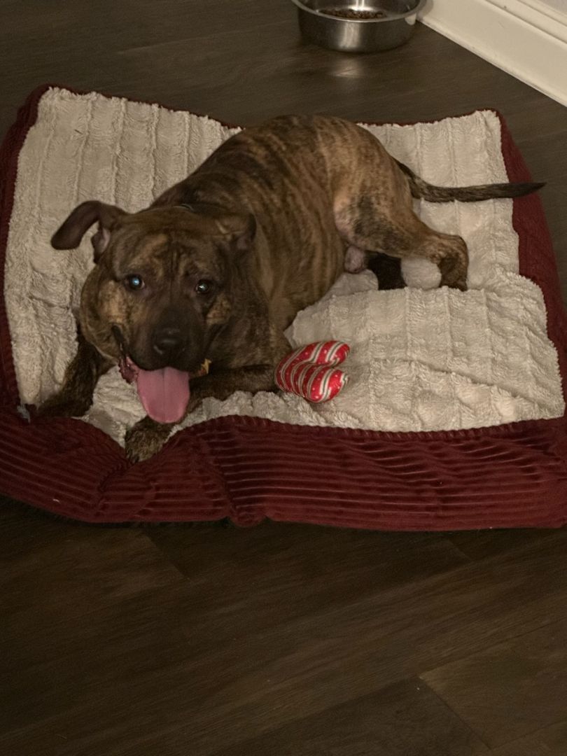 Bobby, a Adoptable mixed breed in Lago Vista, TX image 5/5