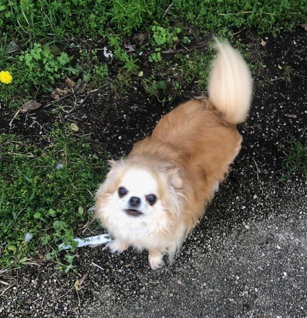 Luke, ADOPTABLE, Senior Male Chihuahua.