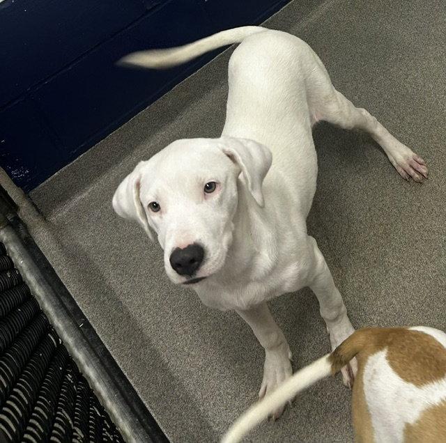 Frosty 5mo (AVA 10/28), Adoptable, Young Male Mixed Breed.