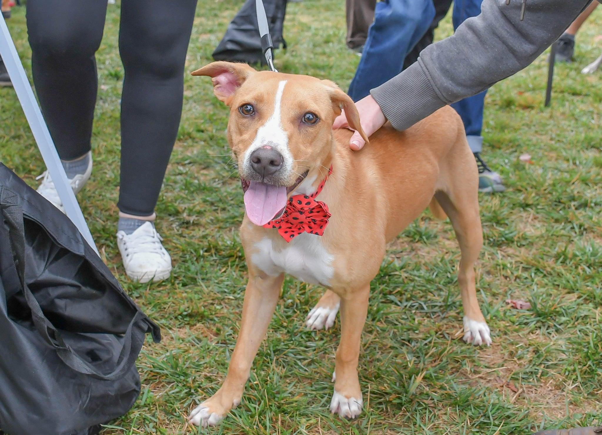 ($300 fee)Tess in NH! Come Meet our Adoptable Dogs Wednesday-Saturday. More info in Bio!