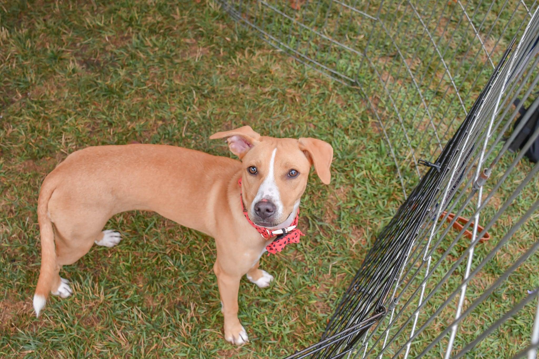 ($300 fee)Tess in NH! Come Meet our Adoptable Dogs Wednesday-Saturday. More info in Bio!