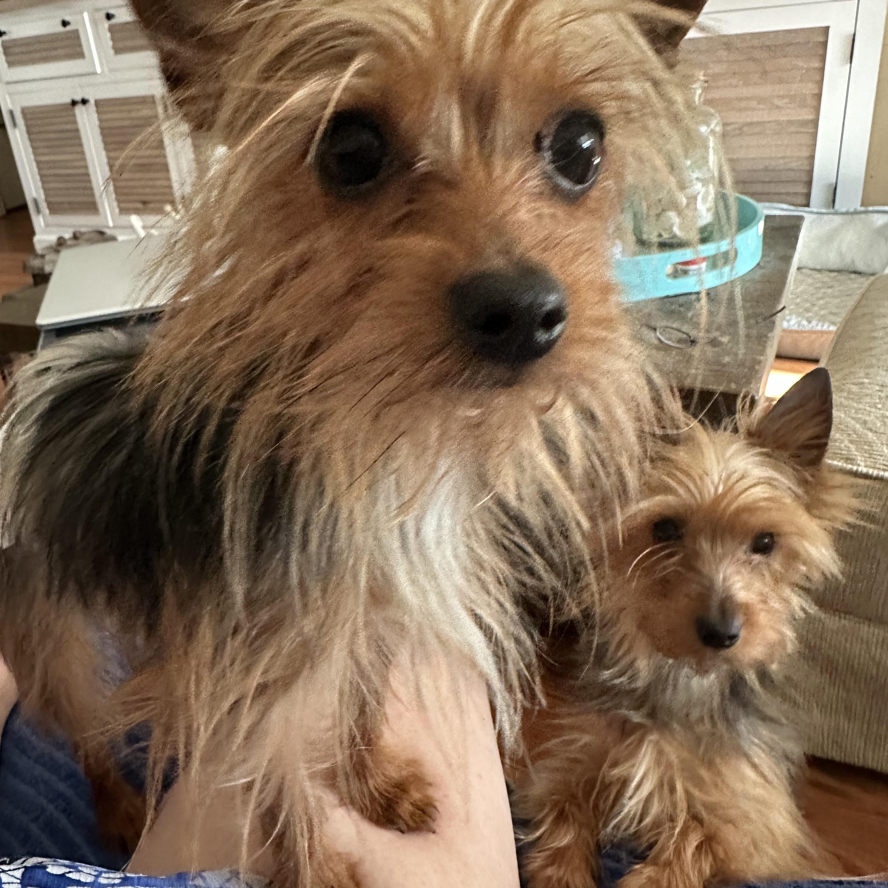 Enlarge Chip, an adopted Yorkshire Terrier in Tampa, FL image 2/3