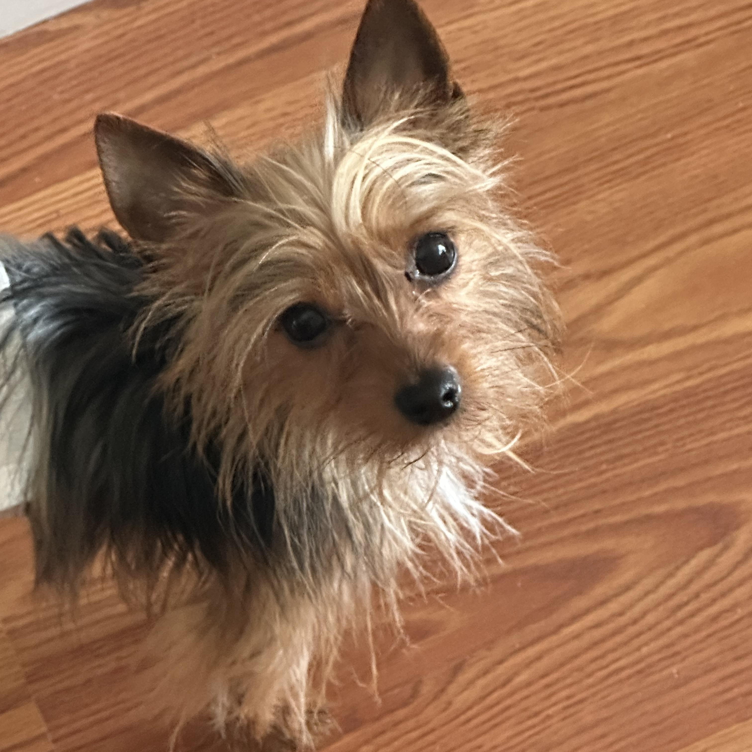 Chip, adopted, Young Male Yorkshire Terrier.