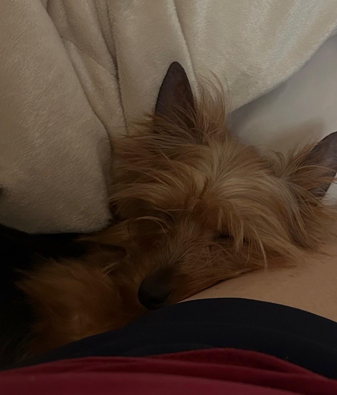 Enlarge Chip, an adopted Yorkshire Terrier in Tampa, FL image 3/3