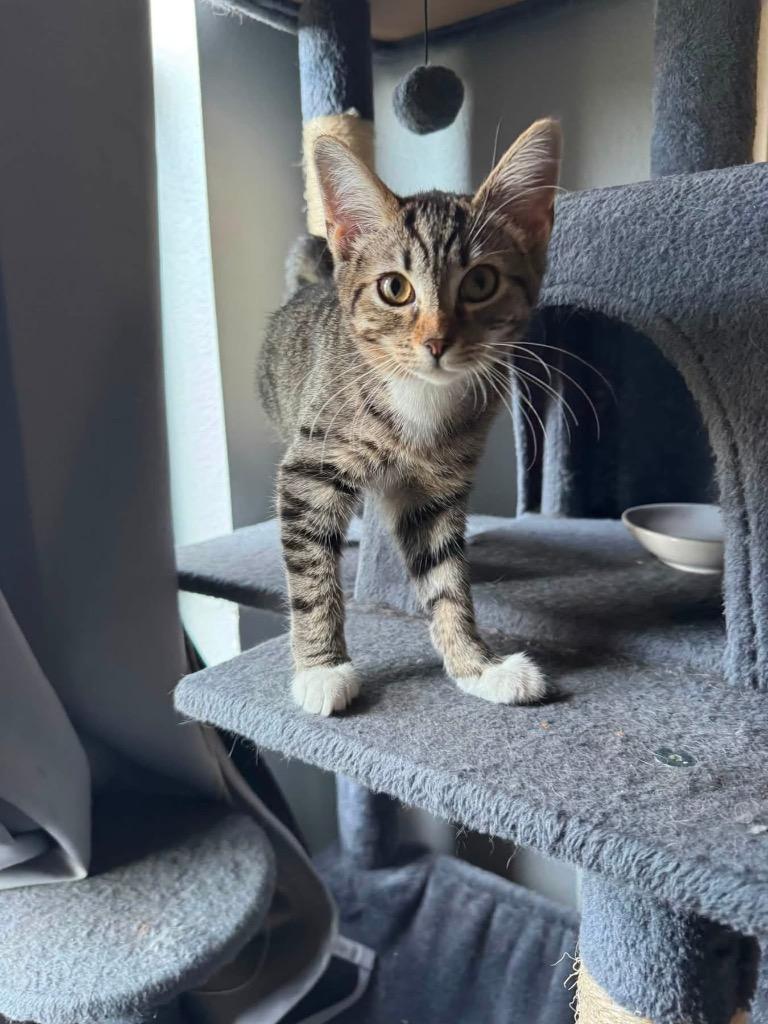 Quintessa, a Adoptable mixed breed in Orlando, FL image 1/4