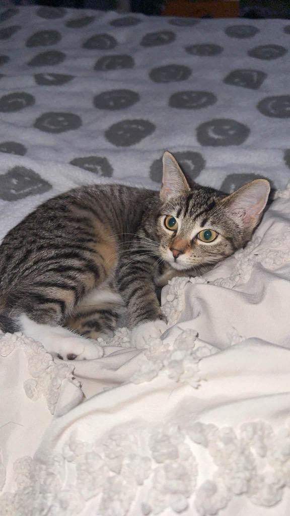 Quintessa, a Adoptable mixed breed in Orlando, FL image 2/4