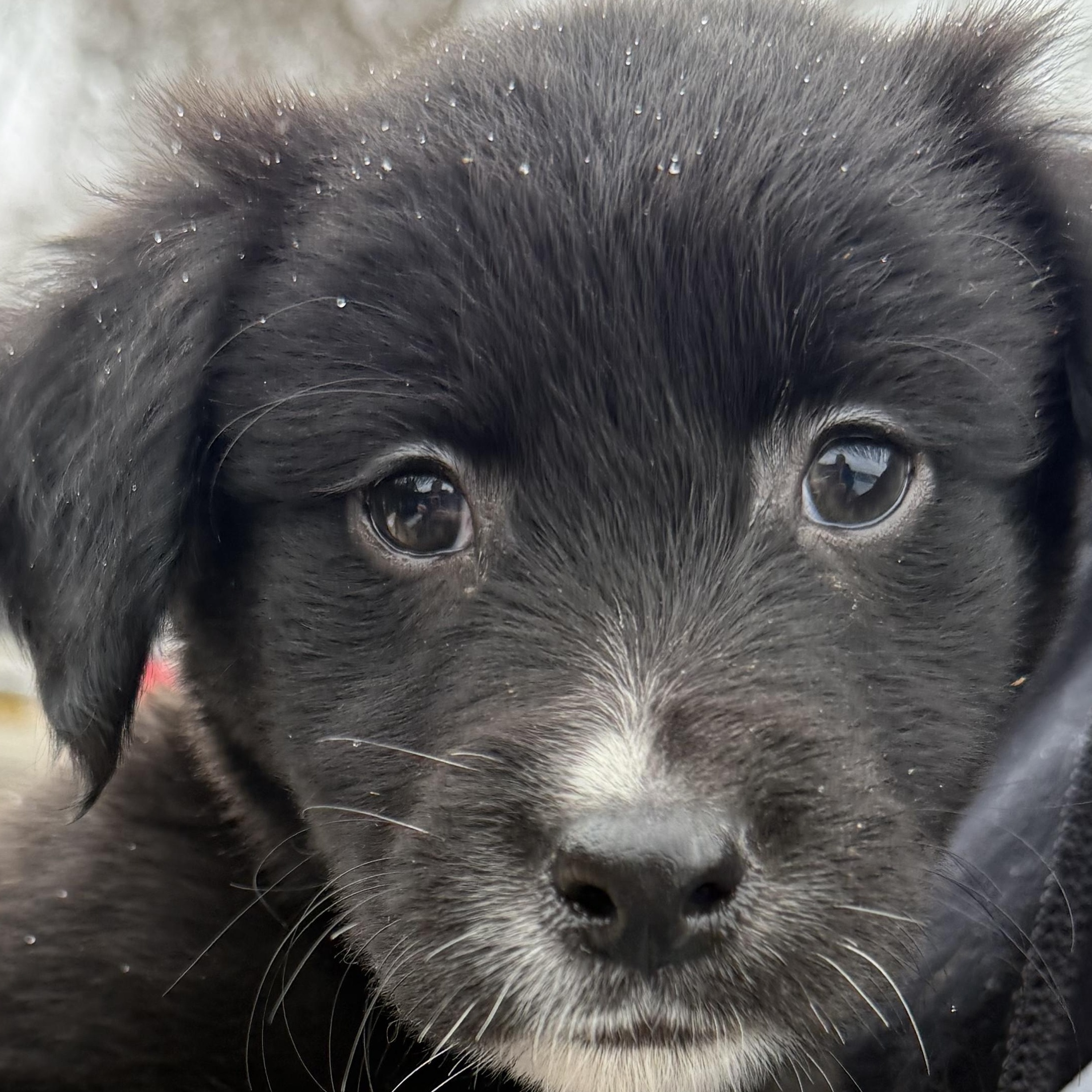 Little bear , a ADOPTABLE mixed breed in Adams, MA image 1/5