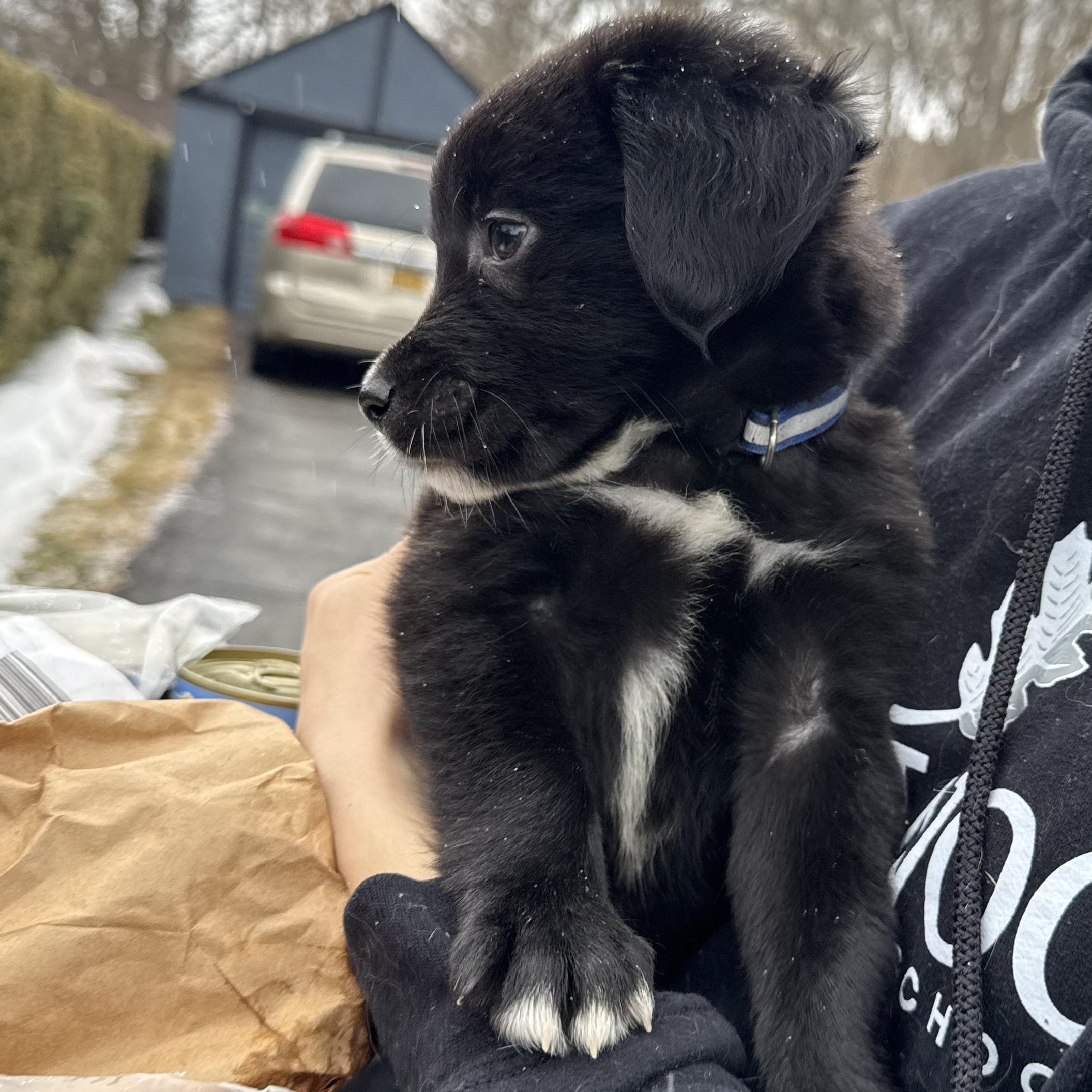 Little bear , a ADOPTABLE mixed breed in Adams, MA image 3/5