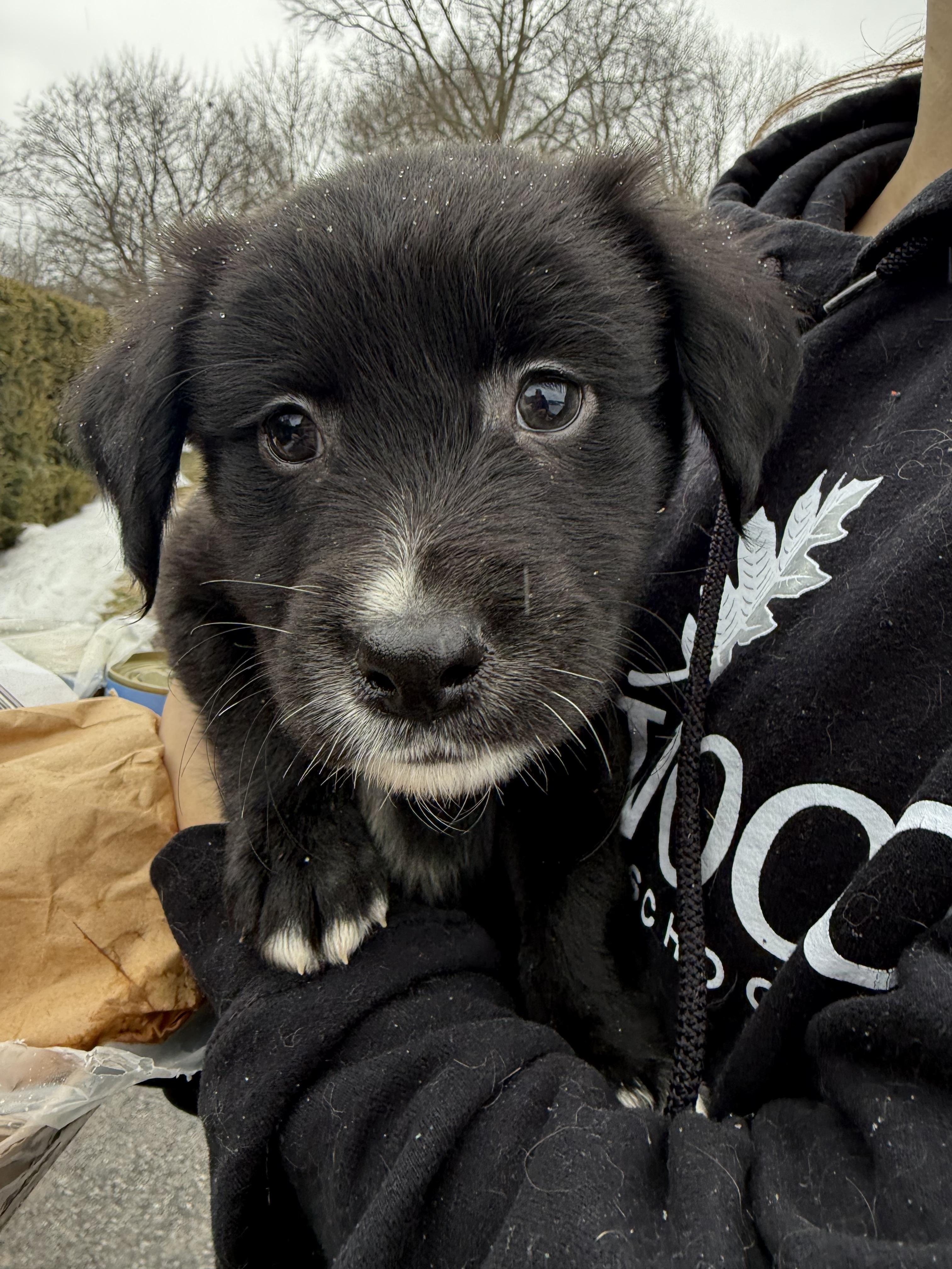 Little bear , a ADOPTABLE mixed breed in Adams, MA image 4/5