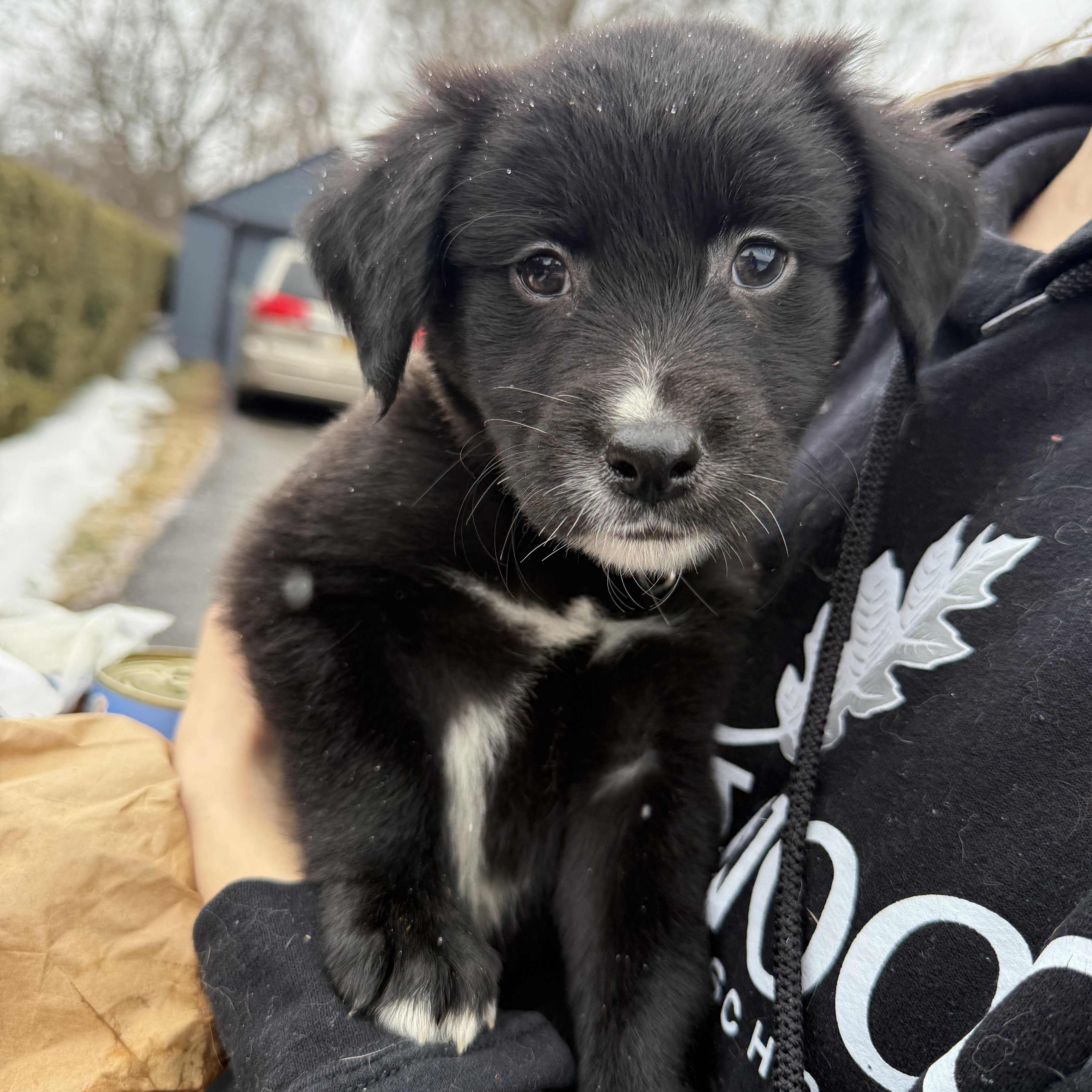 Little bear , a ADOPTABLE mixed breed in Adams, MA image 2/5