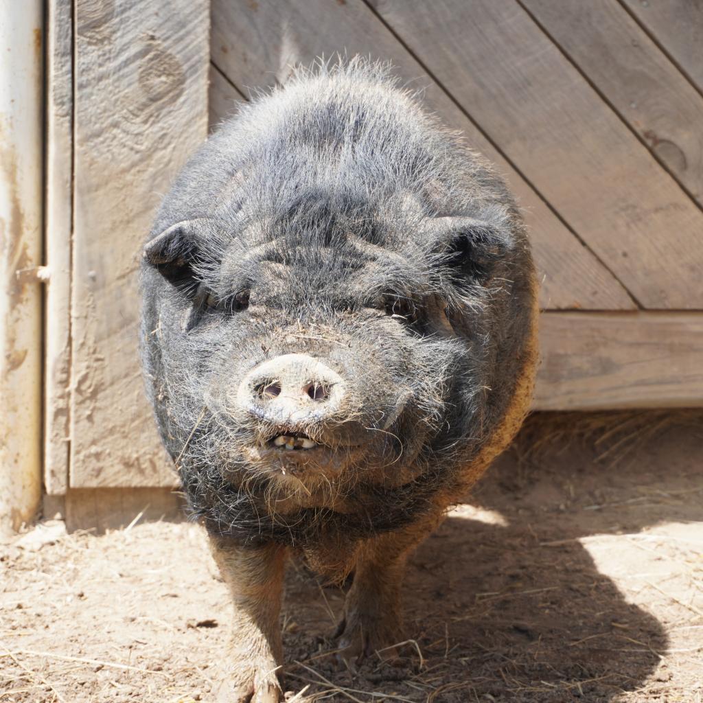 Spot, a Adoptable Pig in Asheville, NC image 1/2