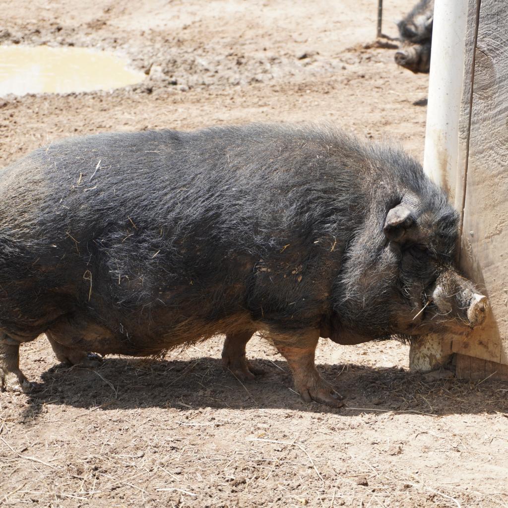 Spot, a Adoptable Pig in Asheville, NC image 2/2